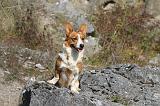 CORGI CARDIGAN 076